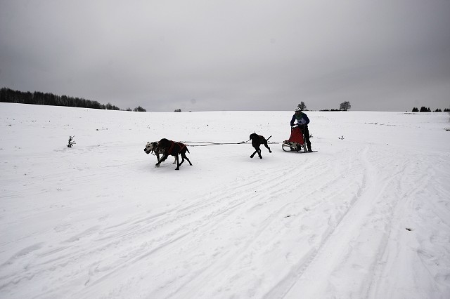 Kynologická revue - www.dogsk.sk
