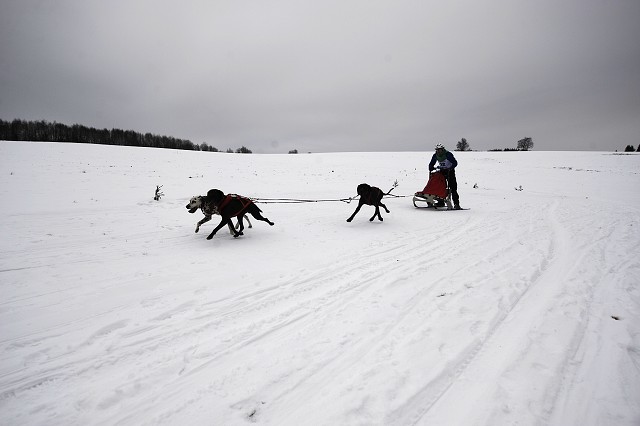 Kynologická revue - www.dogsk.sk