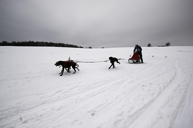 Kynologická revue - www.dogsk.sk