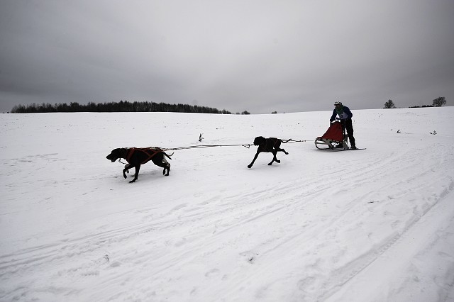 Kynologická revue - www.dogsk.sk