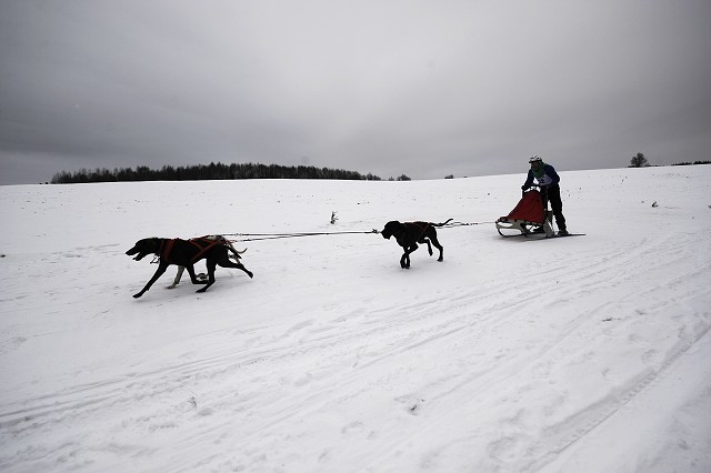 Kynologická revue - www.dogsk.sk