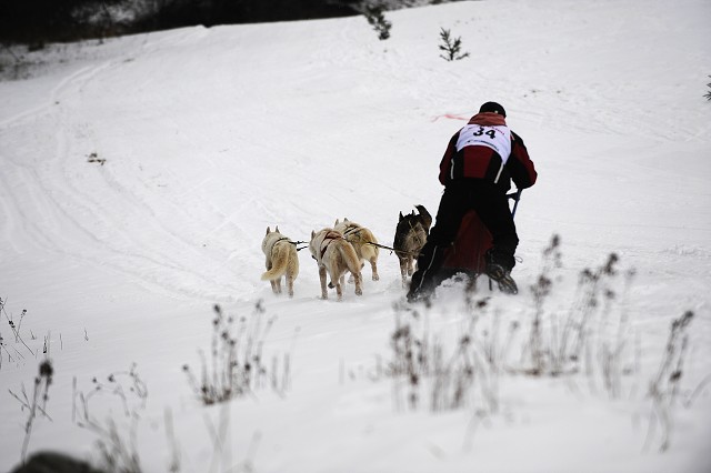 Kynologická revue - www.dogsk.sk