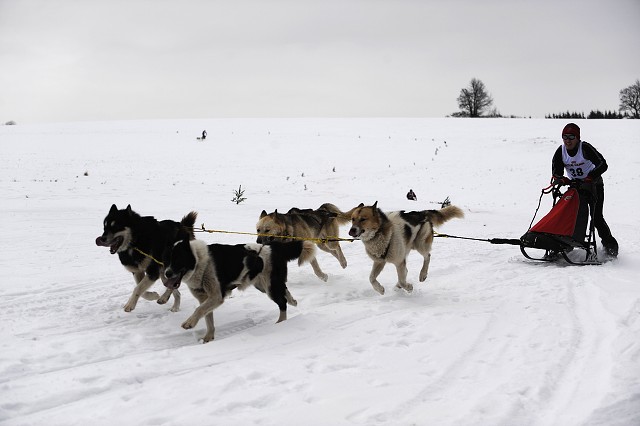 Kynologická revue - www.dogsk.sk
