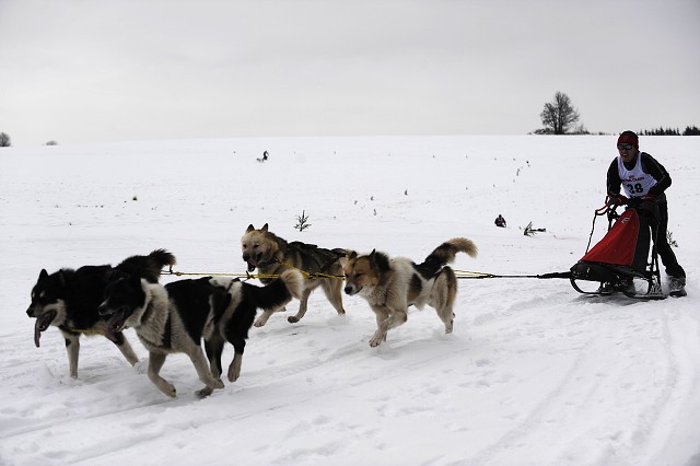 Kynologická revue - www.dogsk.sk