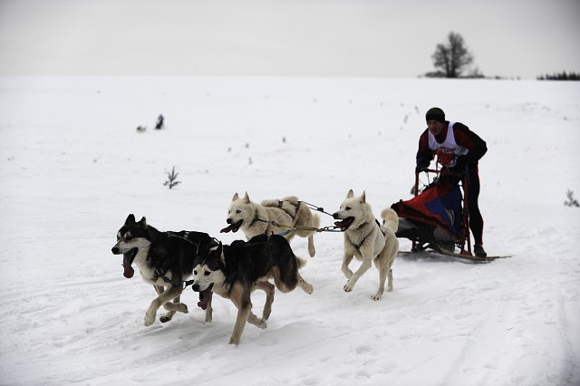 Kynologická revue - www.dogsk.sk