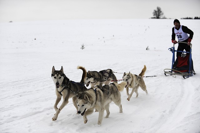 Kynologická revue - www.dogsk.sk