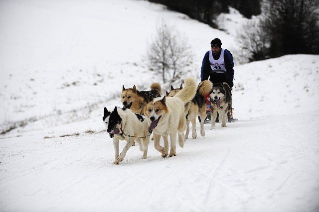Kynologická revue - www.dogsk.sk