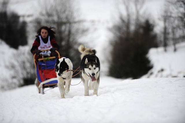 Kynologická revue - www.dogsk.sk