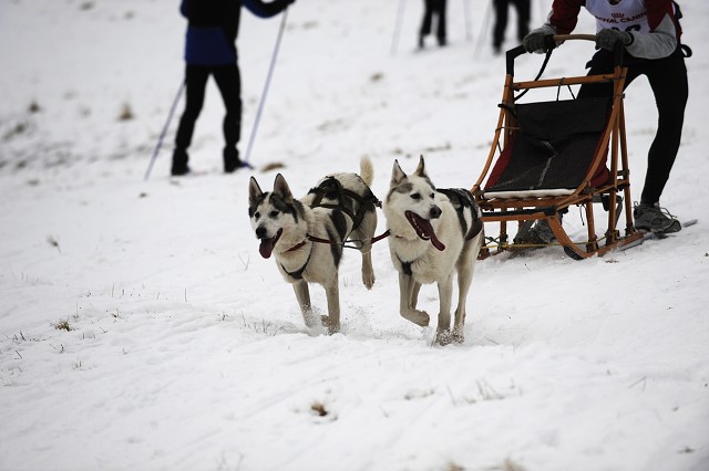 Kynologická revue - www.dogsk.sk