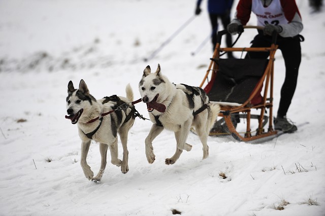 Kynologická revue - www.dogsk.sk