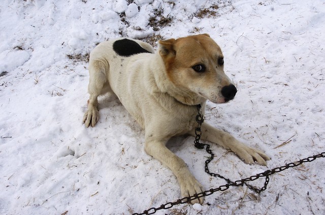 Kynologická revue - www.dogsk.sk
