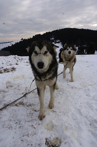 Kynologická revue - www.dogsk.sk
