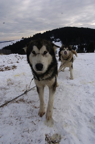 Kynologická revue - www.dogsk.sk