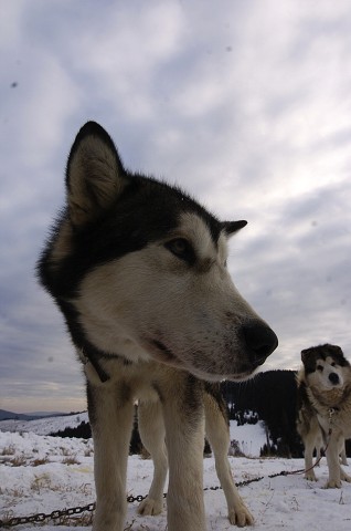 Kynologická revue - www.dogsk.sk