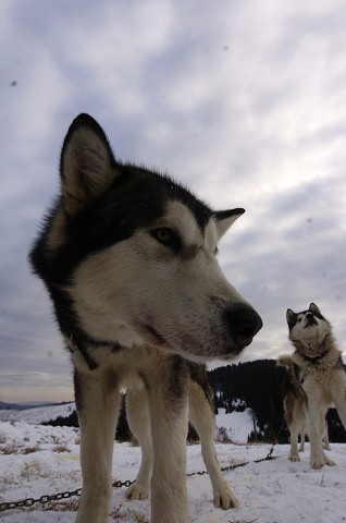 Kynologická revue - www.dogsk.sk