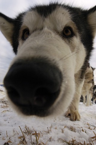 Kynologická revue - www.dogsk.sk