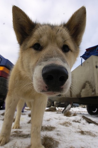 Kynologická revue - www.dogsk.sk