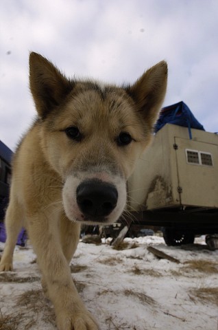 Kynologická revue - www.dogsk.sk