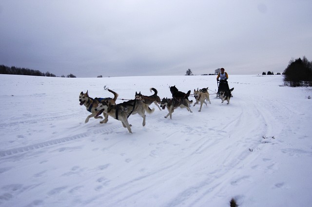 Kynologická revue - www.dogsk.sk
