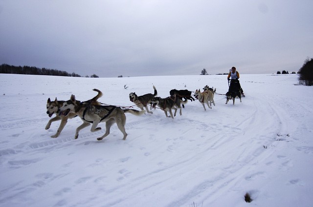 Kynologická revue - www.dogsk.sk
