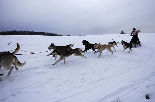 Kynologická revue - www.dogsk.sk