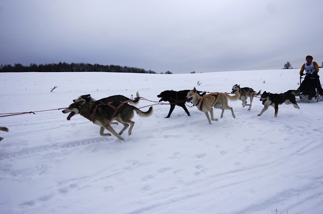 Kynologická revue - www.dogsk.sk