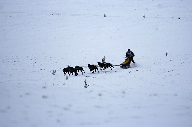 Kynologická revue - www.dogsk.sk