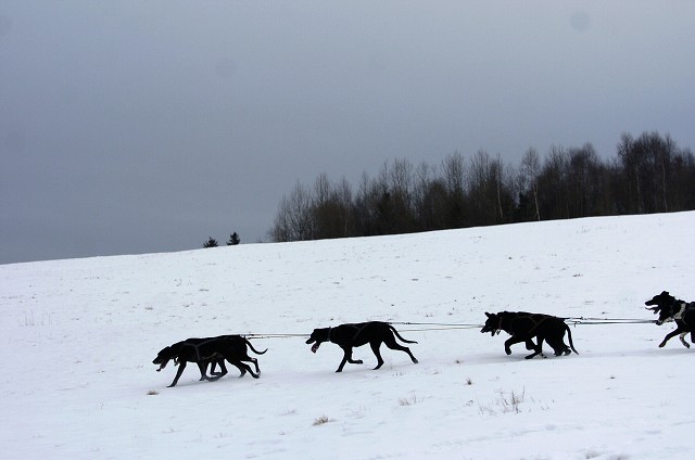 Kynologická revue - www.dogsk.sk
