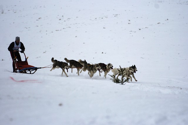 Kynologická revue - www.dogsk.sk