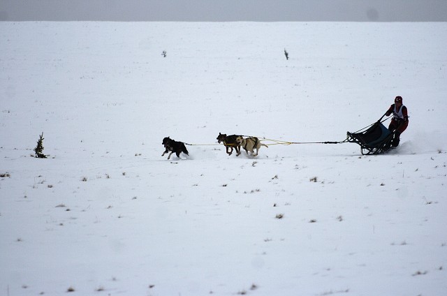 Kynologická revue - www.dogsk.sk