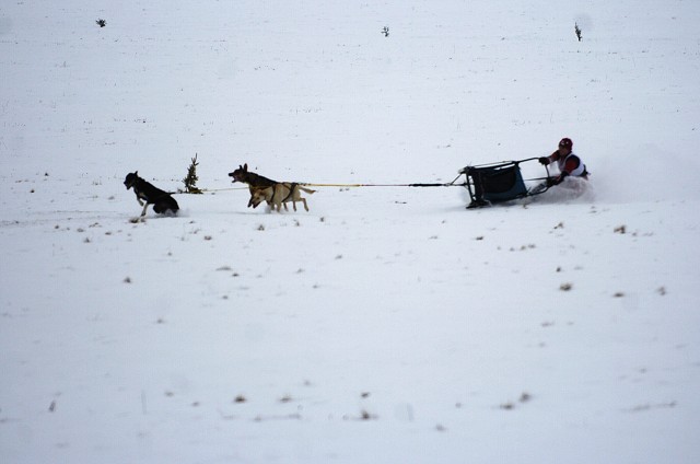 Kynologická revue - www.dogsk.sk