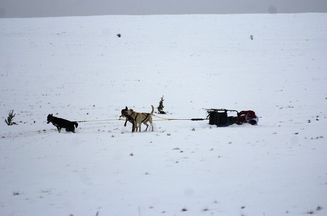 Kynologická revue - www.dogsk.sk