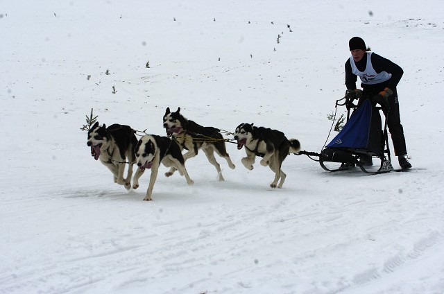 Kynologická revue - www.dogsk.sk