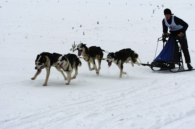 Kynologická revue - www.dogsk.sk