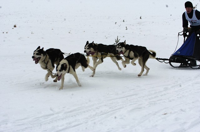 Kynologická revue - www.dogsk.sk
