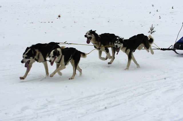 Kynologická revue - www.dogsk.sk