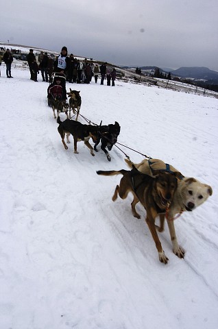 Kynologická revue - www.dogsk.sk