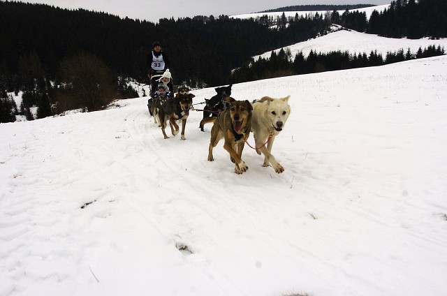 Kynologická revue - www.dogsk.sk