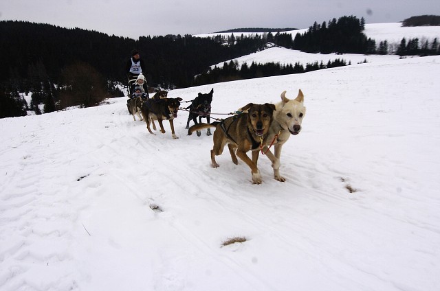 Kynologická revue - www.dogsk.sk
