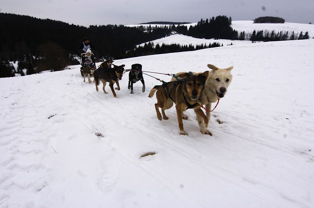 Kynologická revue - www.dogsk.sk