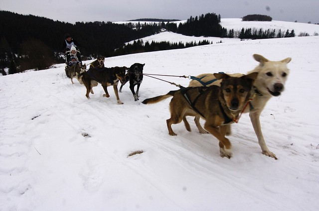 Kynologická revue - www.dogsk.sk