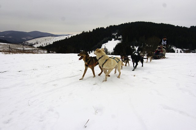 Kynologická revue - www.dogsk.sk