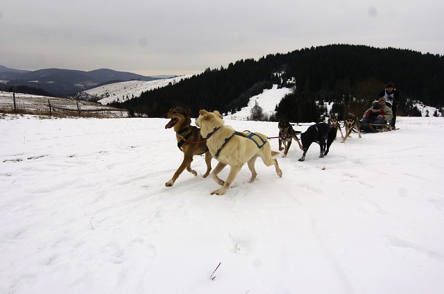 Kynologická revue - www.dogsk.sk