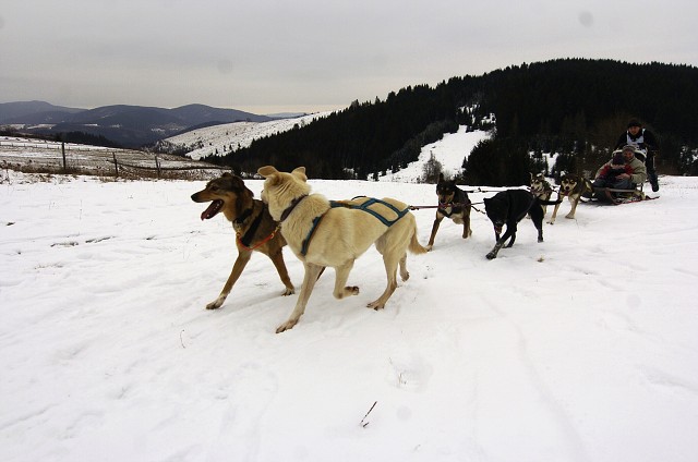 Kynologická revue - www.dogsk.sk