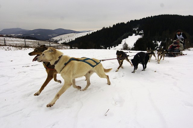 Kynologická revue - www.dogsk.sk