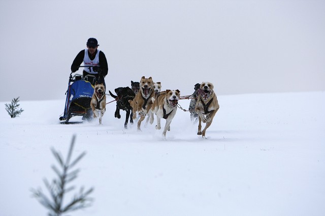 Kynologická revue - www.dogsk.sk