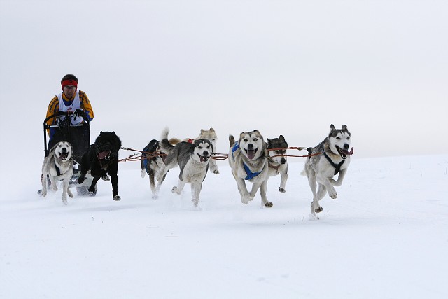 Kynologická revue - www.dogsk.sk