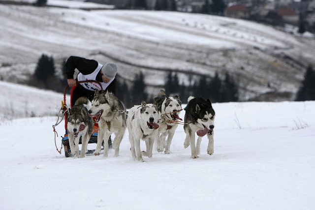 Kynologická revue - www.dogsk.sk