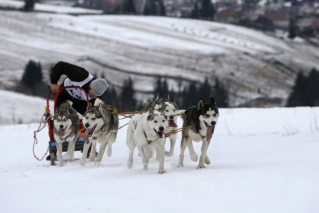 Kynologická revue - www.dogsk.sk