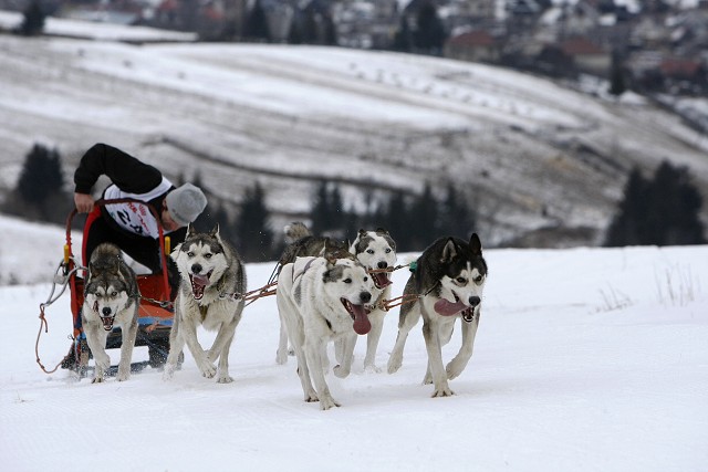 Kynologická revue - www.dogsk.sk